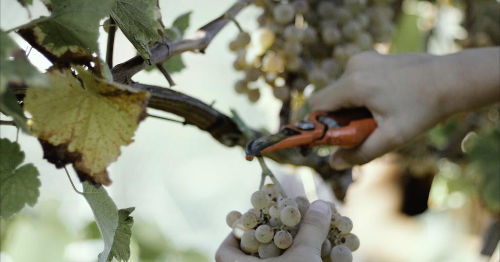 Quinta De Lourosa Vendégház Lousada Kültér fotó