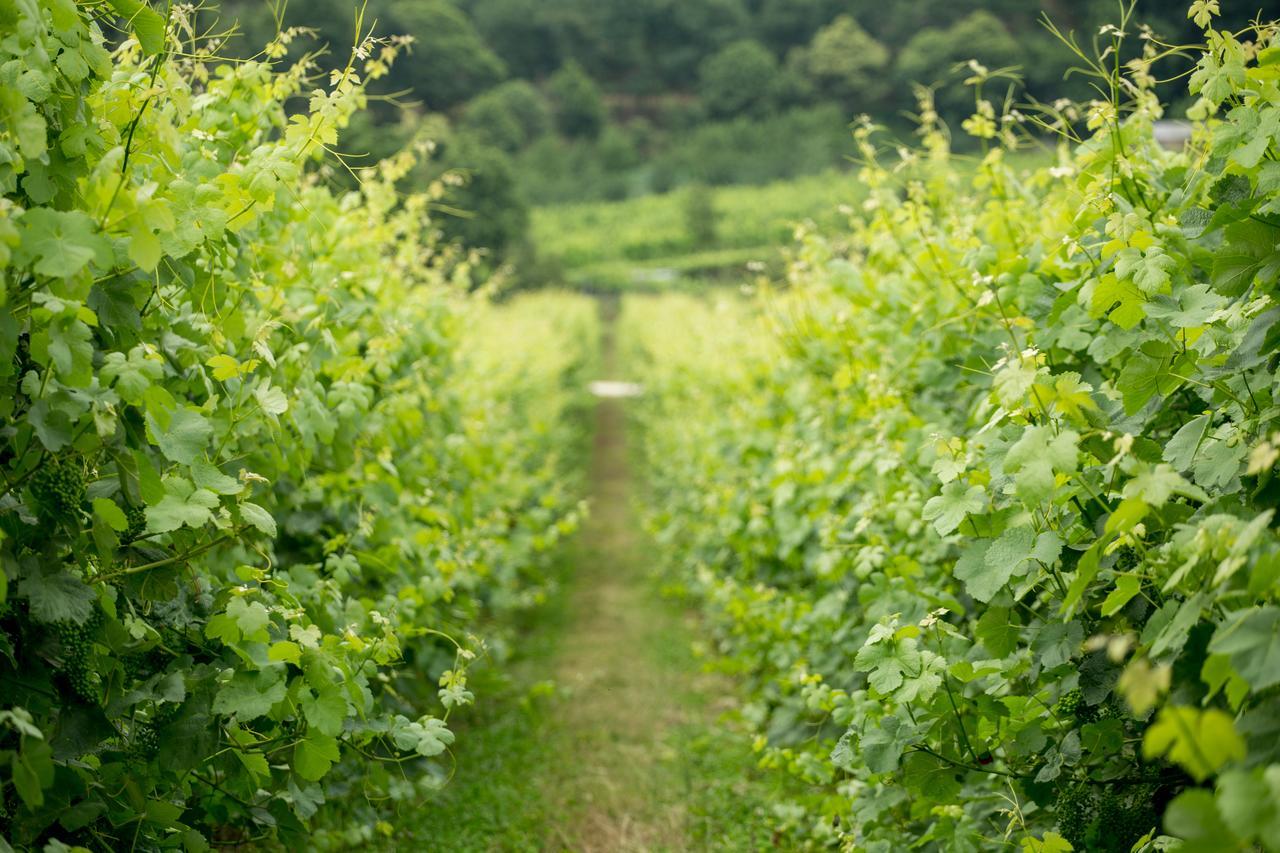 Quinta De Lourosa Vendégház Lousada Kültér fotó