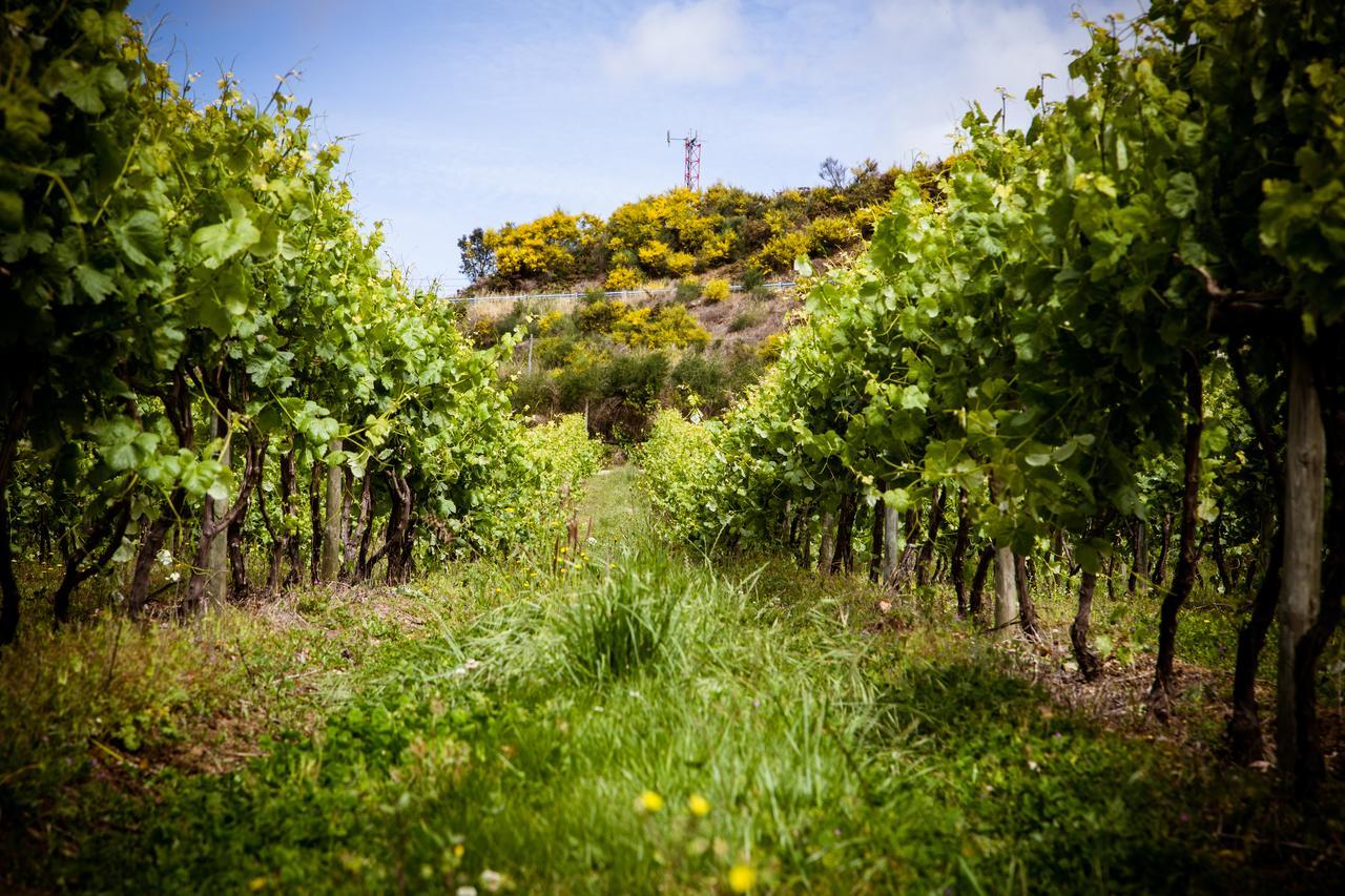 Quinta De Lourosa Vendégház Lousada Kültér fotó