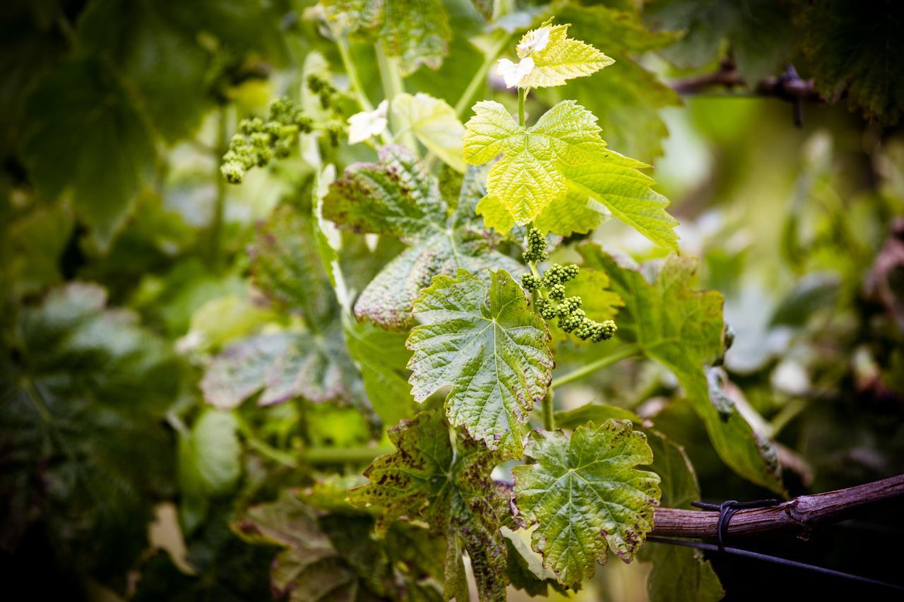 Quinta De Lourosa Vendégház Lousada Kültér fotó