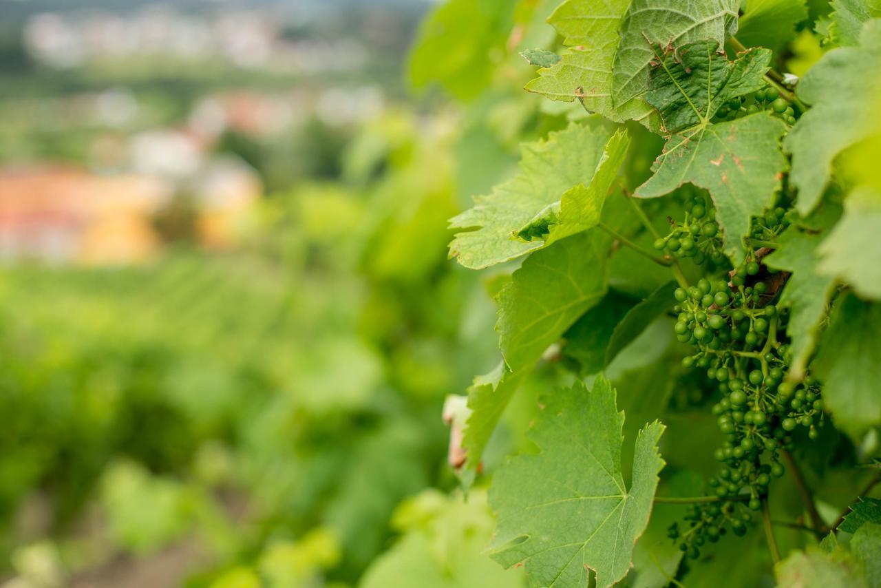 Quinta De Lourosa Vendégház Lousada Kültér fotó