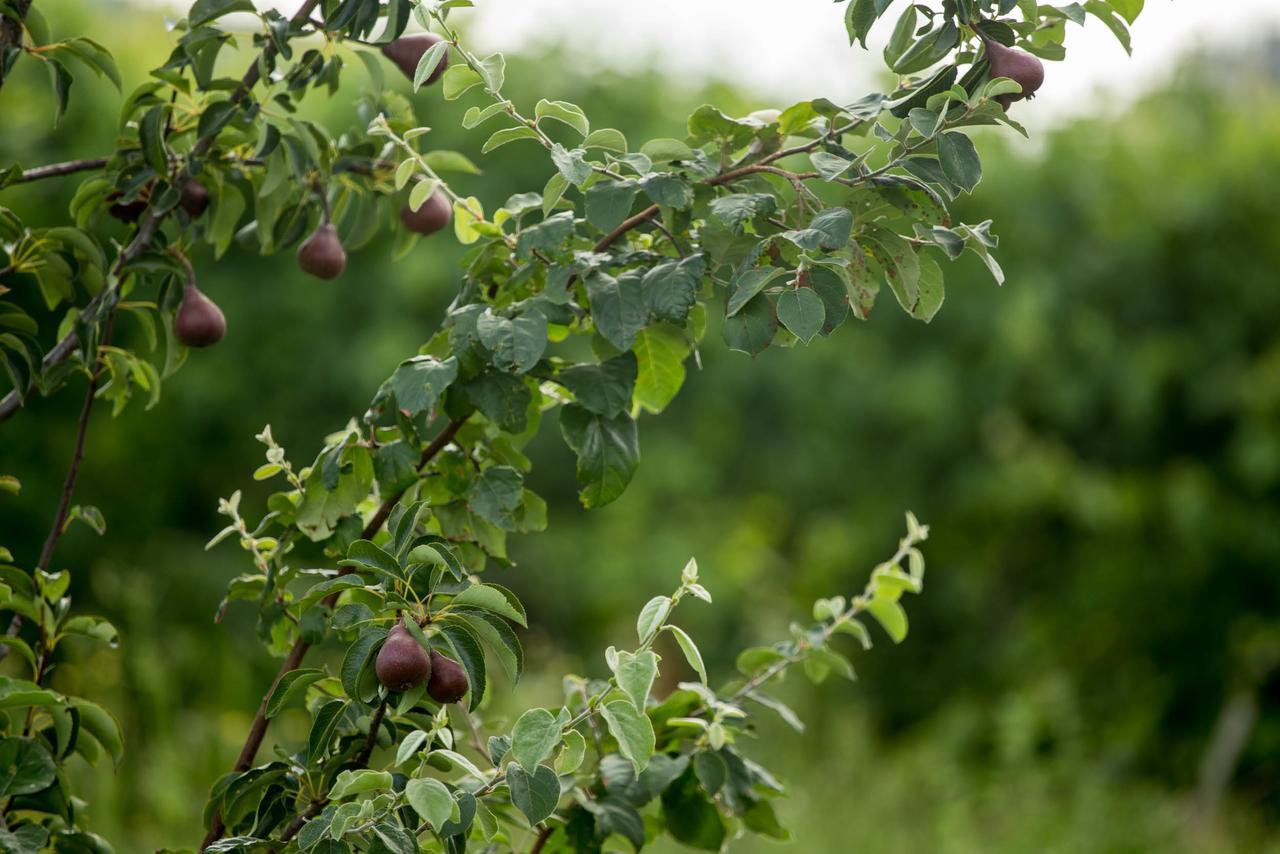 Quinta De Lourosa Vendégház Lousada Kültér fotó