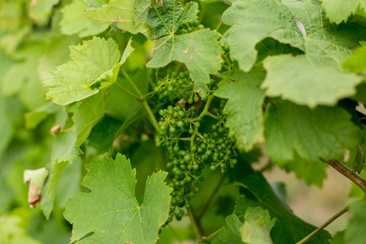 Quinta De Lourosa Vendégház Lousada Kültér fotó